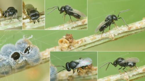 Trissolcus sp.
